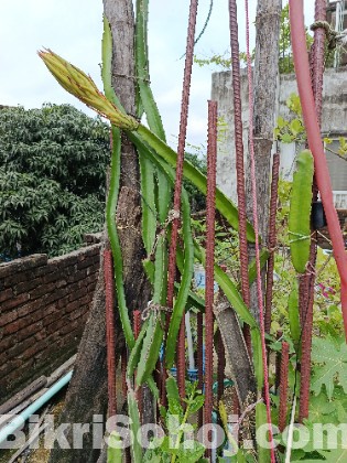 ড্রাগন গাছের কাটিং